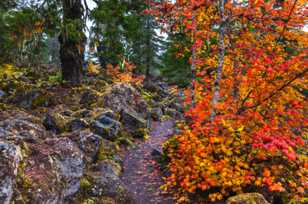 Trail and Vine Maple-7767 Trail and Vine Maple-7767